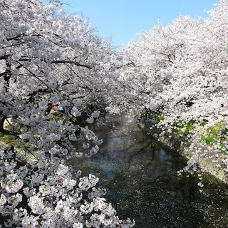 Gojo Arch Gojo River in Iwakura: Highlights, Access & Tips - Trip To Japan