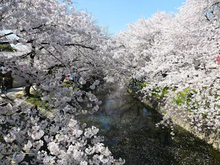 Cherry blossom trees in full bloom arch over both sides of a river, their branches heavy with pale pink flowers, creating a tunnel effect under a clear blue sky.