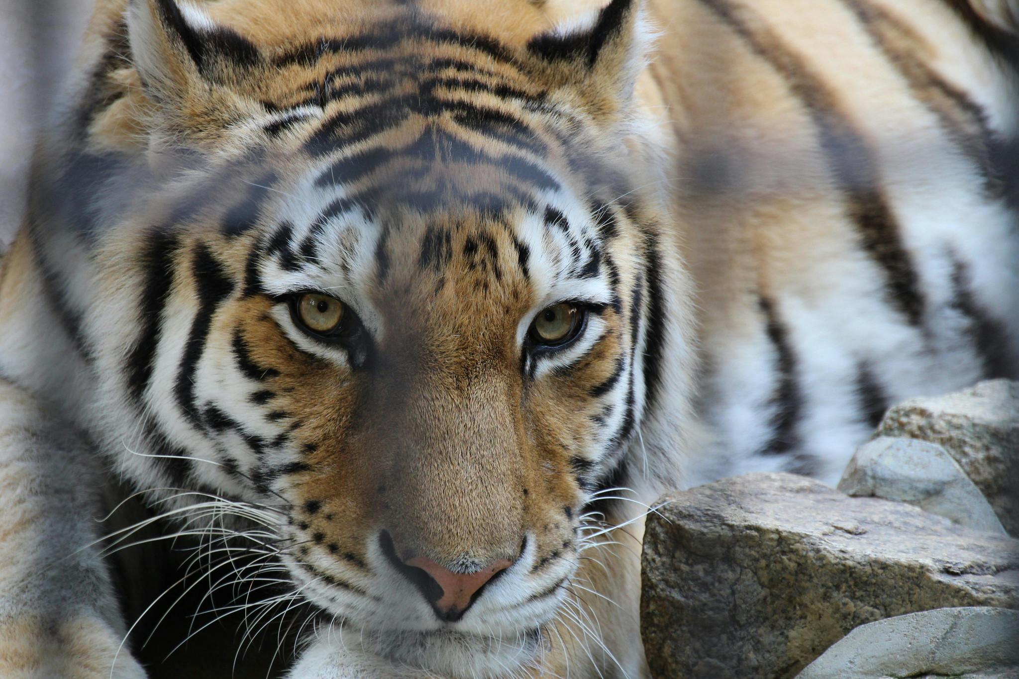A close-up of a tiger lying down with its head resting near rocks, gazing intently forward. The tiger’s orange fur with black stripes and white accents is clearly visible.