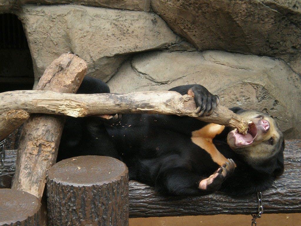 A sun bear lying on its back on wooden logs, holding and biting a large branch with its mouth, in front of a stone wall.