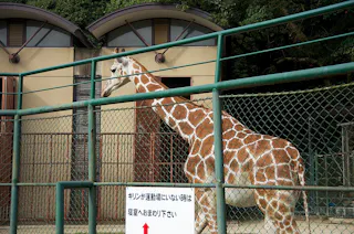 A giraffe stands inside an outdoor enclosure at a zoo, next to a metal fence with a Japanese sign. Trees and part of a building are visible in the background.