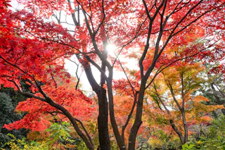 Sunlight shines through vibrant red and orange autumn leaves on tall trees, creating a colorful and bright scene in a forested area.
