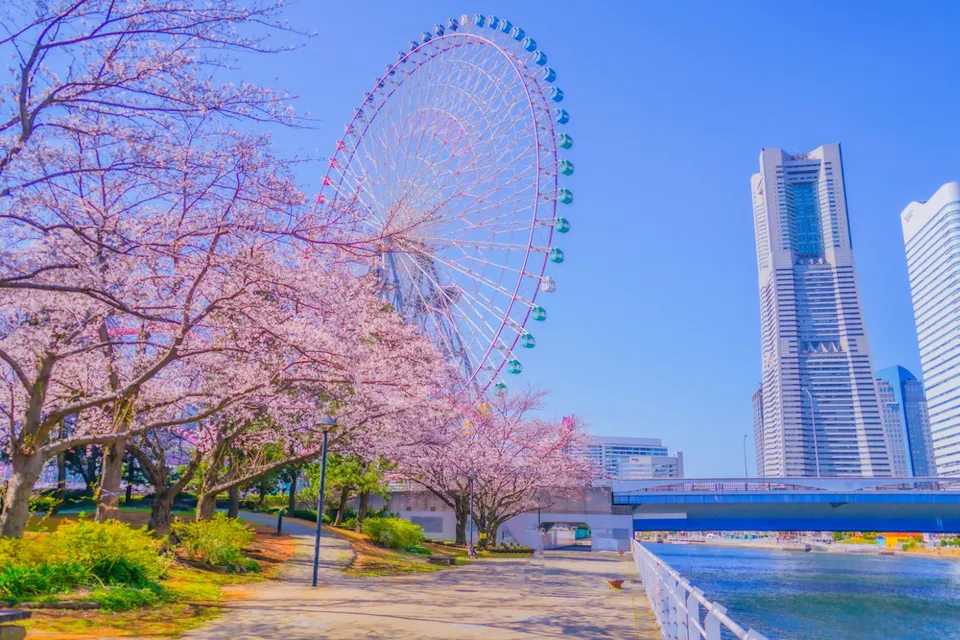 A vibrant, sunny day in a cityscape with cherry blossom trees in full bloom lining a path. A large, colorful Ferris wheel stands tall in the background, near modern skyscrapers. A bridge spans a serene river, and the sky is clear and bright blue.