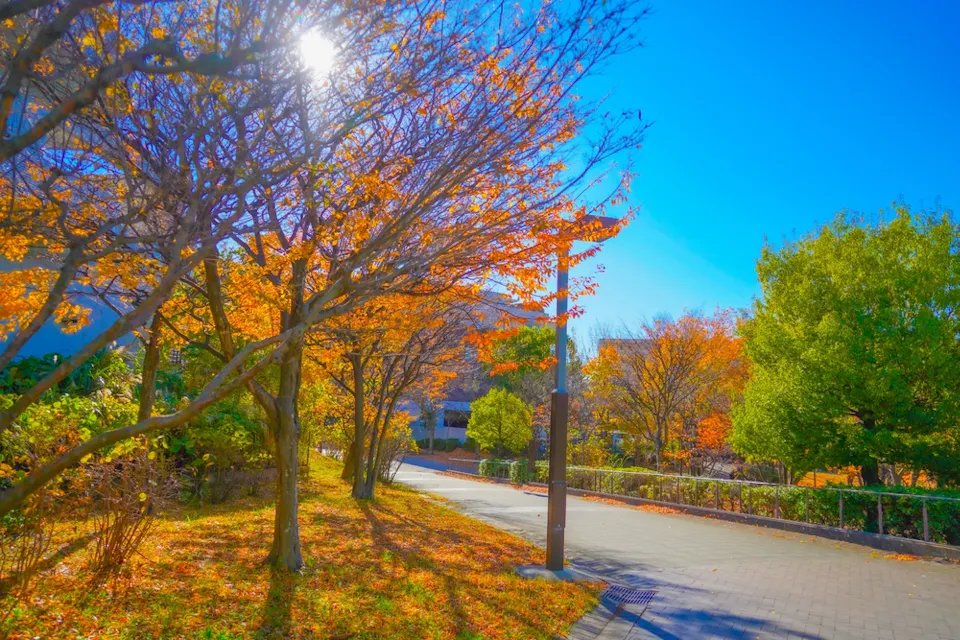 A sunlit pathway bordered by trees with vibrant yellow and orange autumn leaves on the left and fewer green trees on the right under a clear blue sky. The ground is scattered with fallen leaves, adding to the scenic and serene atmosphere.