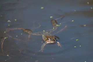 Yokohama Nature Sanctuary