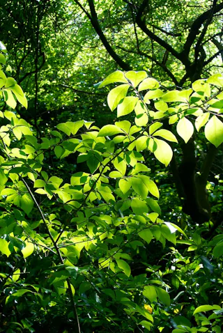 Yokohama Nature Sanctuary