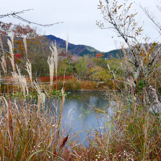 Tall grasses and autumn foliage surround a calm pond with lily pads, set against distant hills and a cloudy sky.