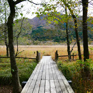 A wooden boardwalk crosses through tall grass and trees, leading toward distant hills covered in autumn foliage under a cloudy sky.