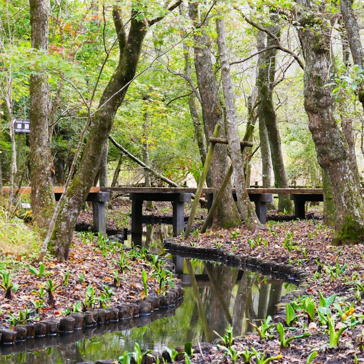 Hakone Botanical Garden of Wetlands