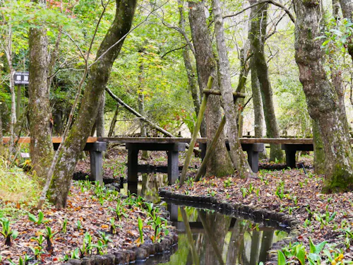 Hakone Botanical Garden of Wetlands A wooden walkway curves through a forest with fresh green plants sprouting beside a narrow stream, surrounded by tall trees and dappled sunlight.