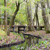 A wooden walkway curves through a forest with fresh green plants sprouting beside a narrow stream, surrounded by tall trees and dappled sunlight.