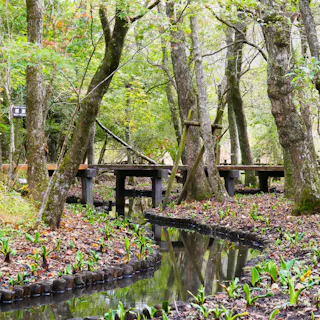 A wooden walkway curves through a forest with fresh green plants sprouting beside a narrow stream, surrounded by tall trees and dappled sunlight.