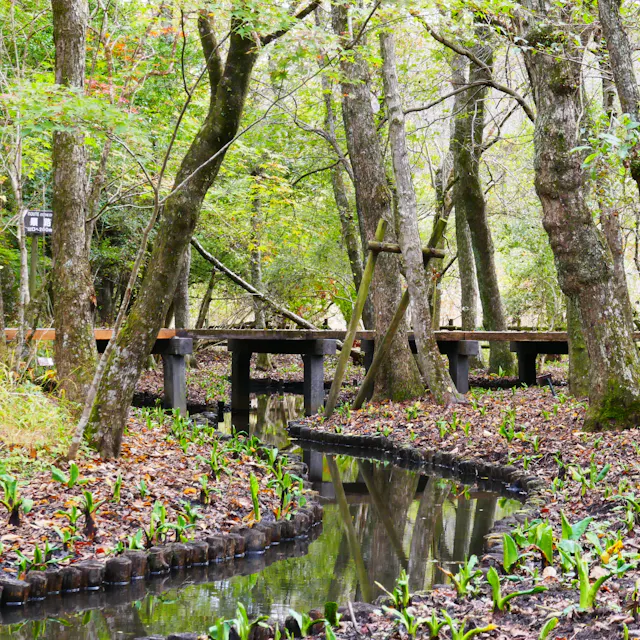 A wooden walkway curves through a forest with fresh green plants sprouting beside a narrow stream, surrounded by tall trees and dappled sunlight.