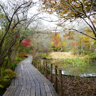 A wooden boardwalk curves through a forest with autumn foliage beside a small pond. Trees with colorful leaves arch over the path and water, creating a peaceful, scenic atmosphere.