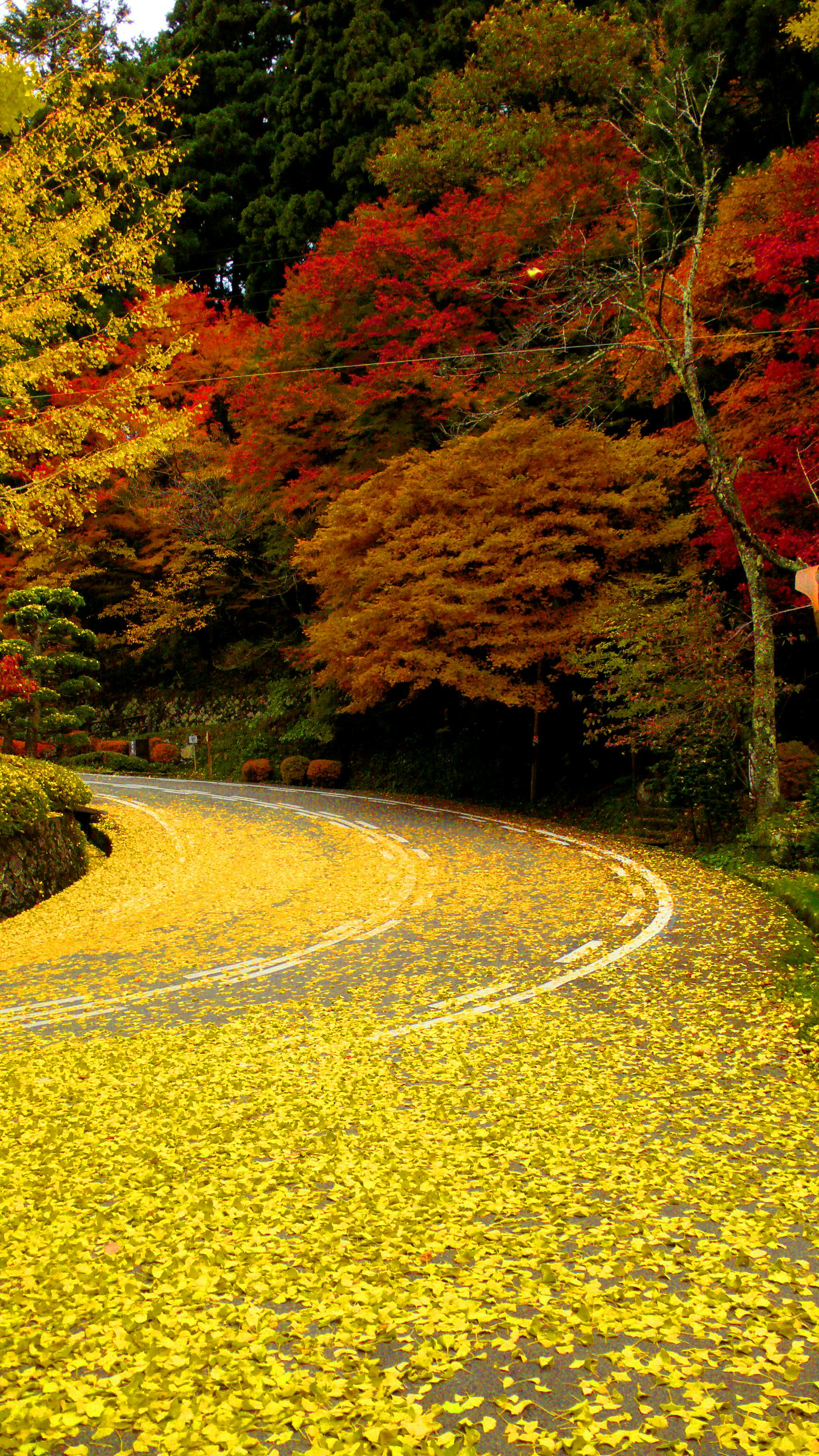 Shiroyama Park - Takayama