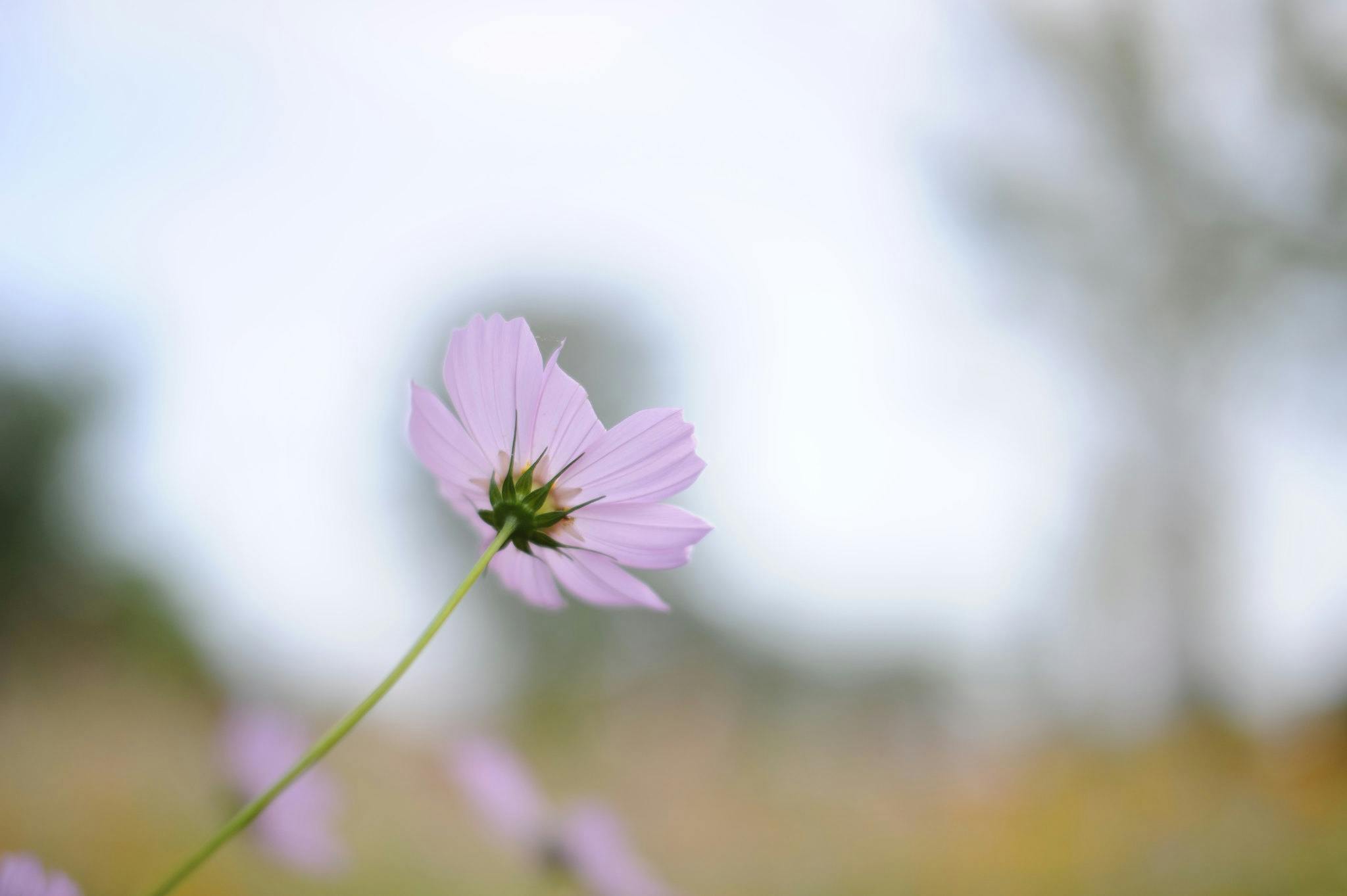 A close-up of a light purple flower with delicate petals, set against a blurred outdoor background of greens and soft light, creating a serene and dreamy atmosphere.