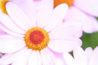 Close-up of a light pink daisy with a bright yellow and red center, soft blurred petals and green background visible.