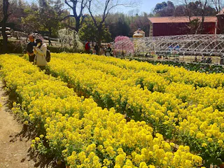 A vibrant field of yellow flowers blooms in a garden, with people walking along a path and taking photos. Trees, flowering bushes, and greenhouse structures are visible in the background under a sunny sky.