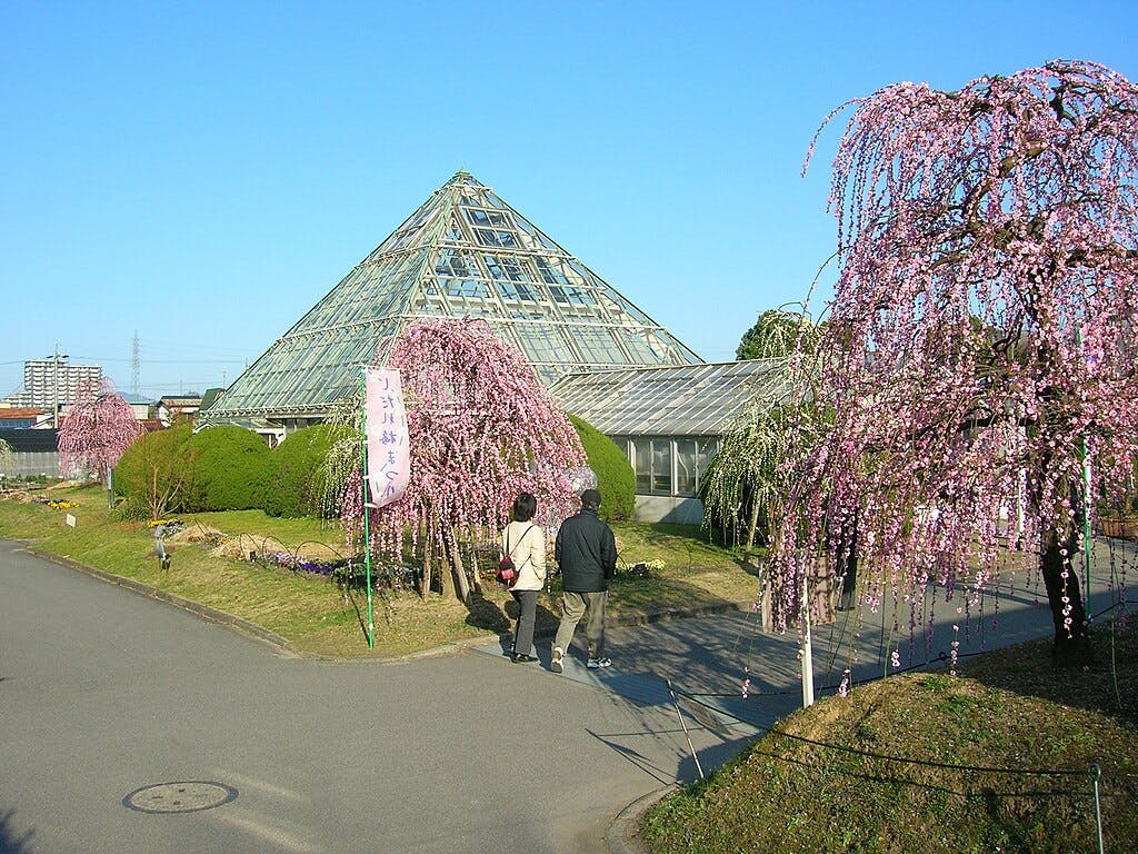 Two people walk along a path toward a glass pyramid greenhouse, surrounded by manicured bushes and blooming pink trees under a clear blue sky.