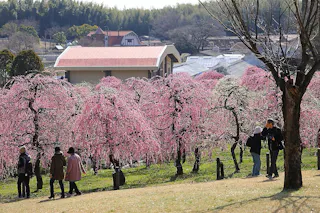 People walk and take photos among rows of trees with vibrant pink blossoms in a park-like setting, with buildings and more trees in the background on a sunny day.
