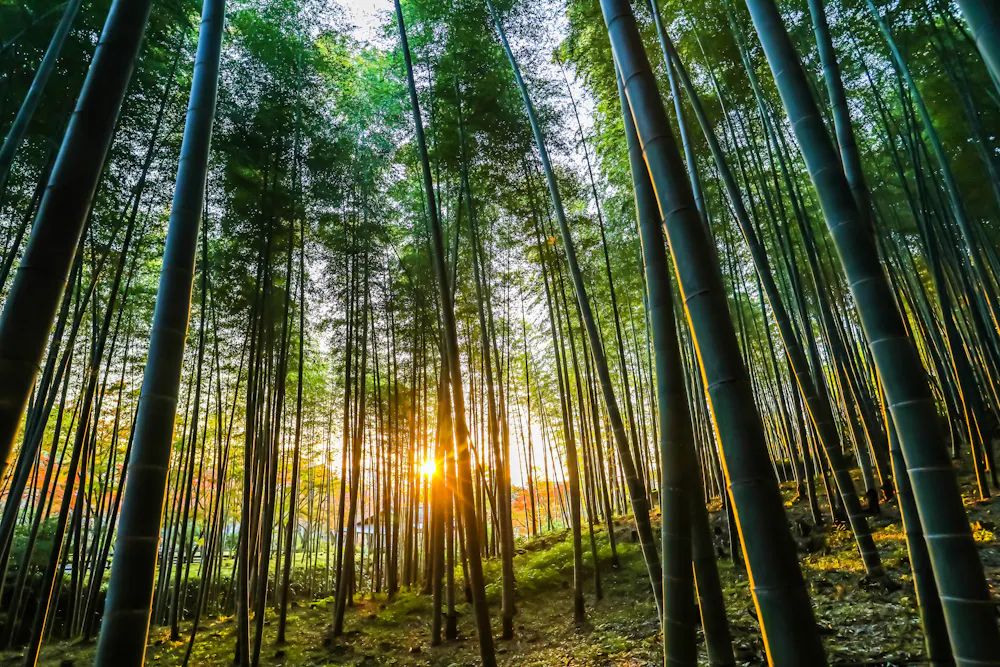 Arashiyama Bamboo Forest