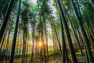 Arashiyama Bamboo Forest