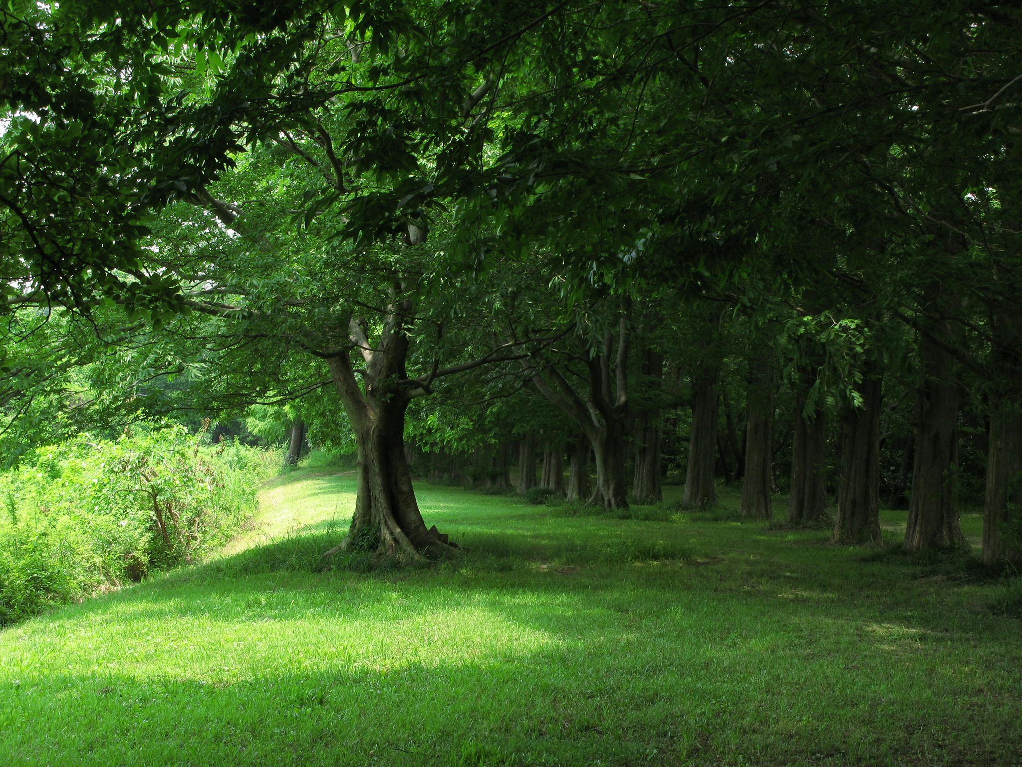 A row of tall trees casts dappled shade on bright green grass in a peaceful, sunlit park or forest clearing. Dense foliage creates a tranquil, natural atmosphere.