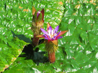 A close-up of two water lily buds, one blooming with vibrant purple, pink, and white petals, surrounded by large, textured green leaves on the water’s surface.