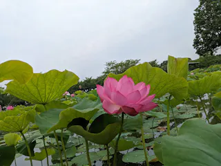 A vibrant pink lotus flower blooms among large green leaves in a pond under a cloudy sky, with trees and dense greenery in the background.
