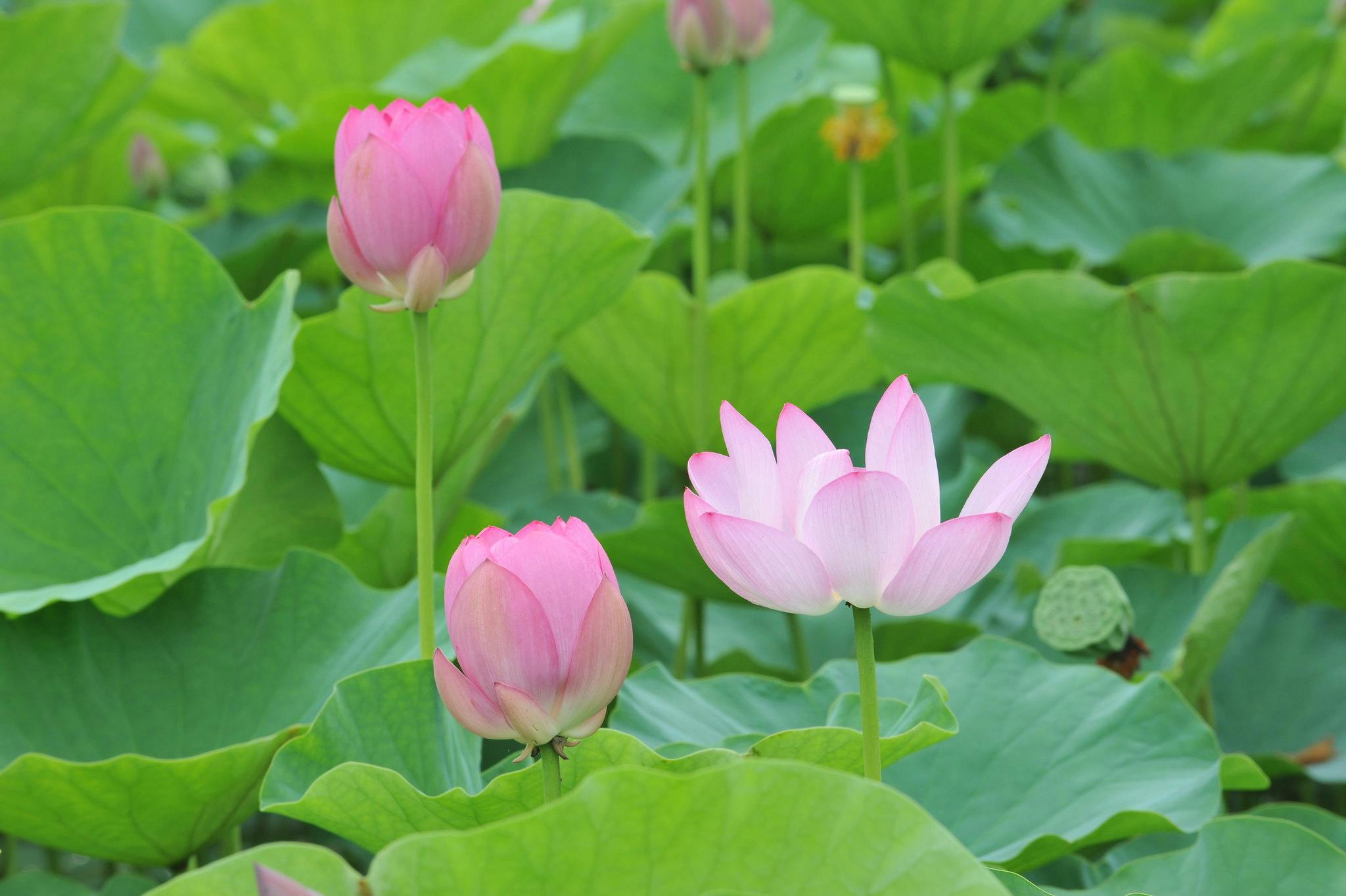 Pink lotus flowers and buds blooming among large, green leaves. One flower is fully open, while others are in various stages of budding. The lush foliage creates a vibrant, natural background.