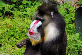 A mandrill with colorful blue and red facial markings sits among green foliage, looking to the side with one arm resting on its leg.