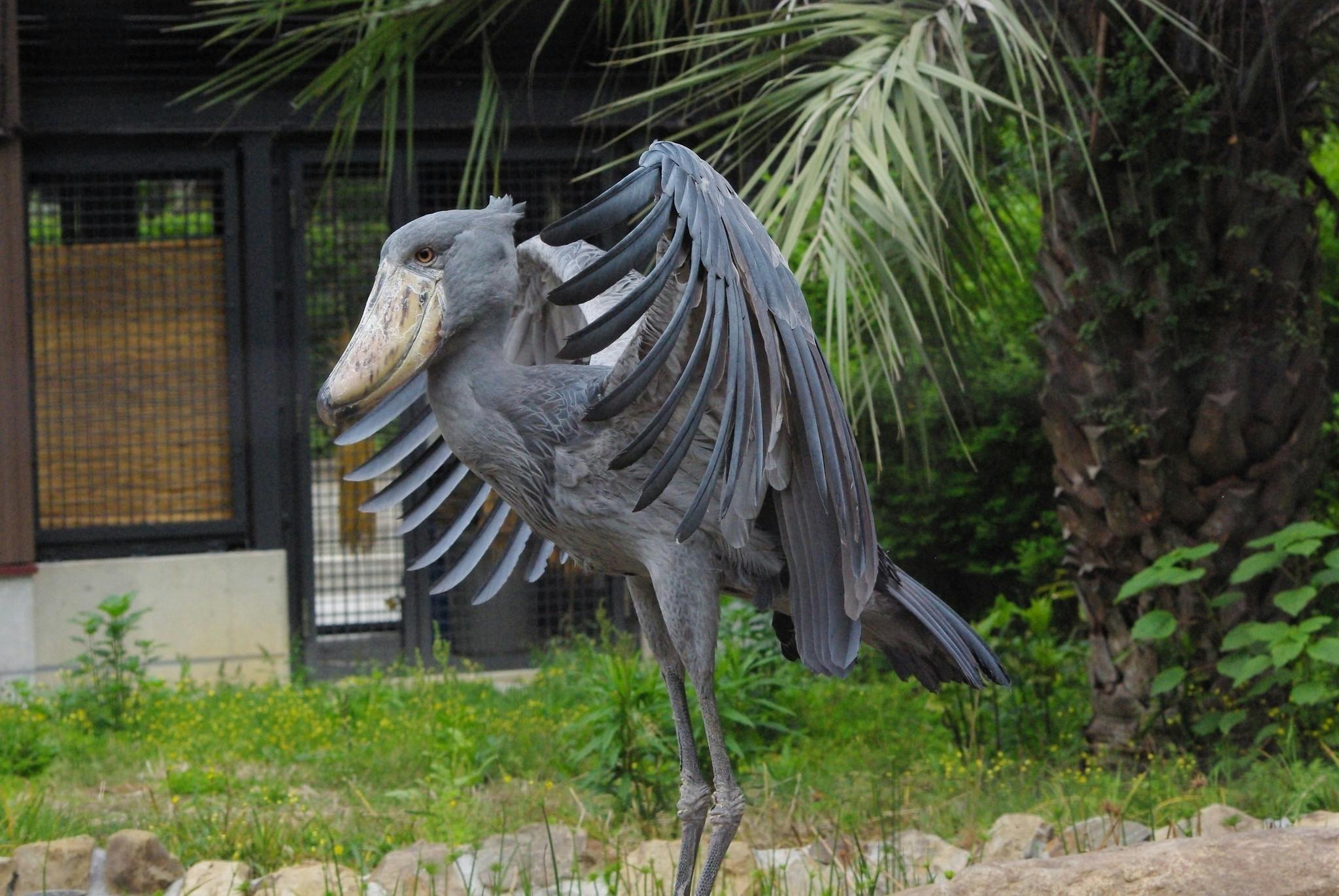 A large shoebill stork with gray feathers stands with its wings partially open, displaying its broad beak. The bird is surrounded by green plants and palm leaves, with a cage visible in the background.