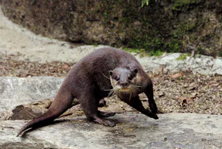 A brown otter stands on a large rock, looking directly at the camera. The background features dirt, scattered leaves, moss, and a stone wall.