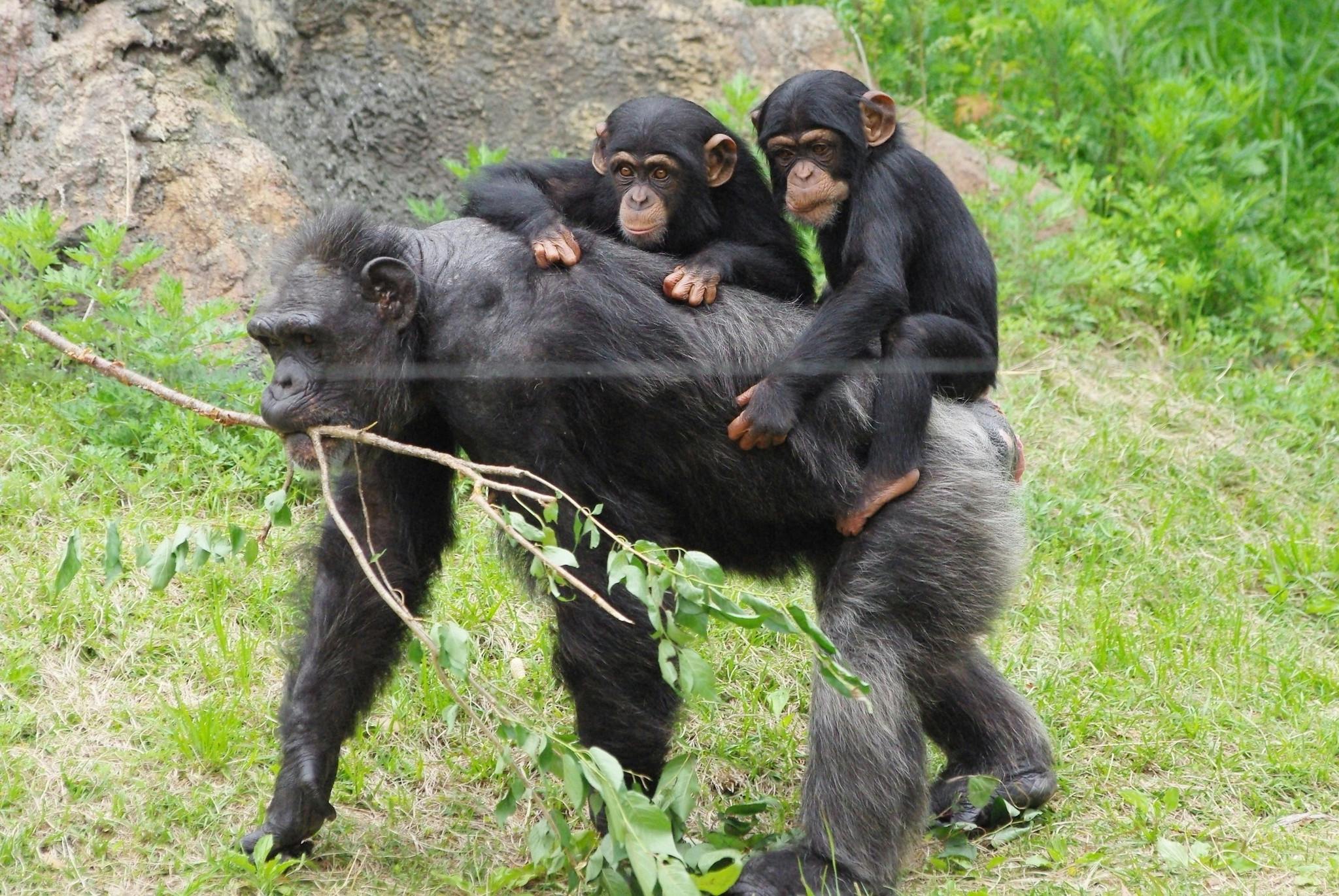 An adult chimpanzee walks on grass holding a leafy branch in its mouth, while two baby chimpanzees ride on its back. The background is green with vegetation and a rock.