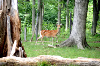 A young deer with white spots stands on green grass in a forest, surrounded by tall trees and fallen branches.