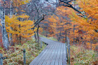 A wooden boardwalk winds through a forest filled with trees displaying vibrant autumn foliage in shades of yellow, orange, and red. The scene is peaceful, with fallen leaves and green grasses surrounding the path.