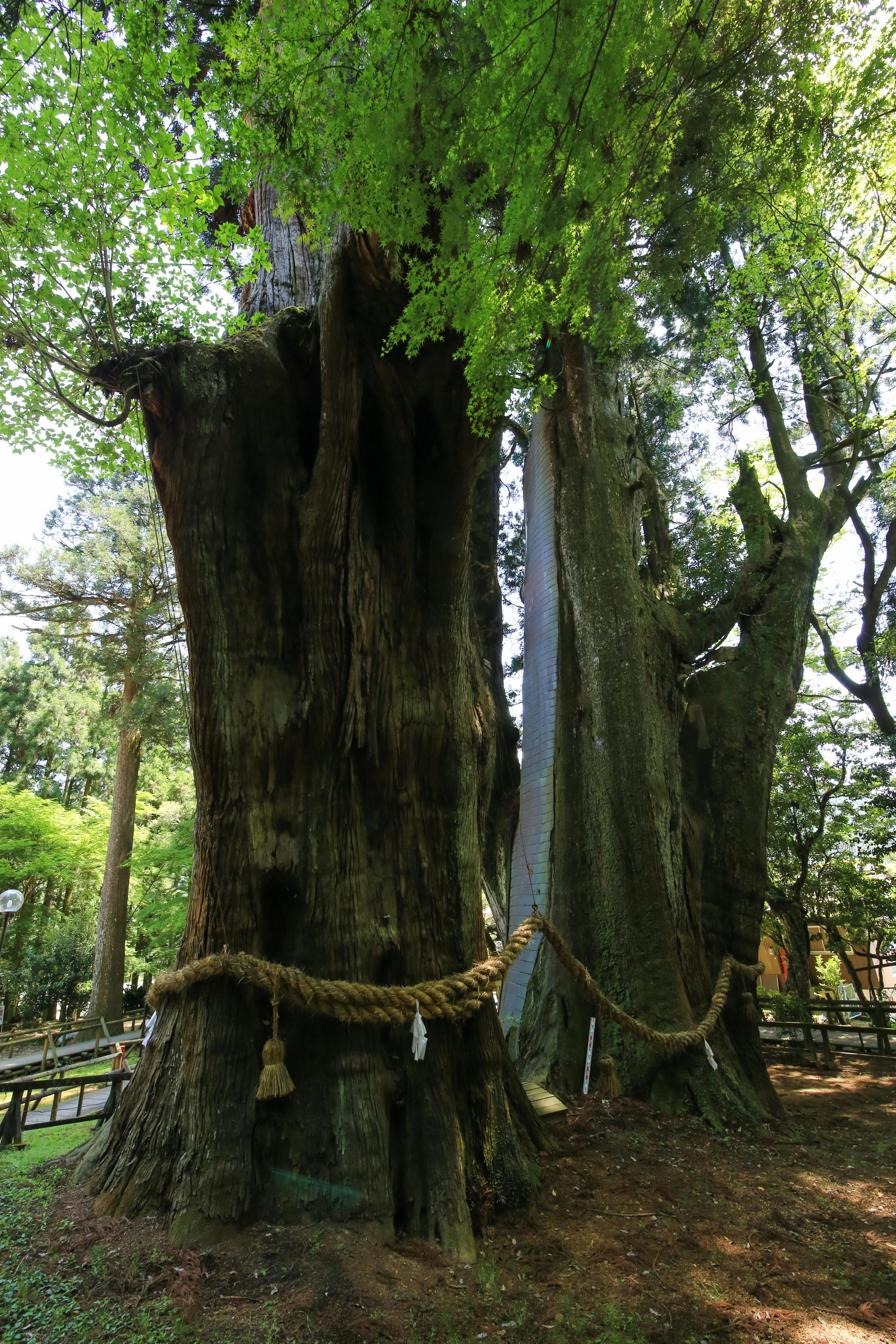 Sugi-no-Osugi Japanese Cedar