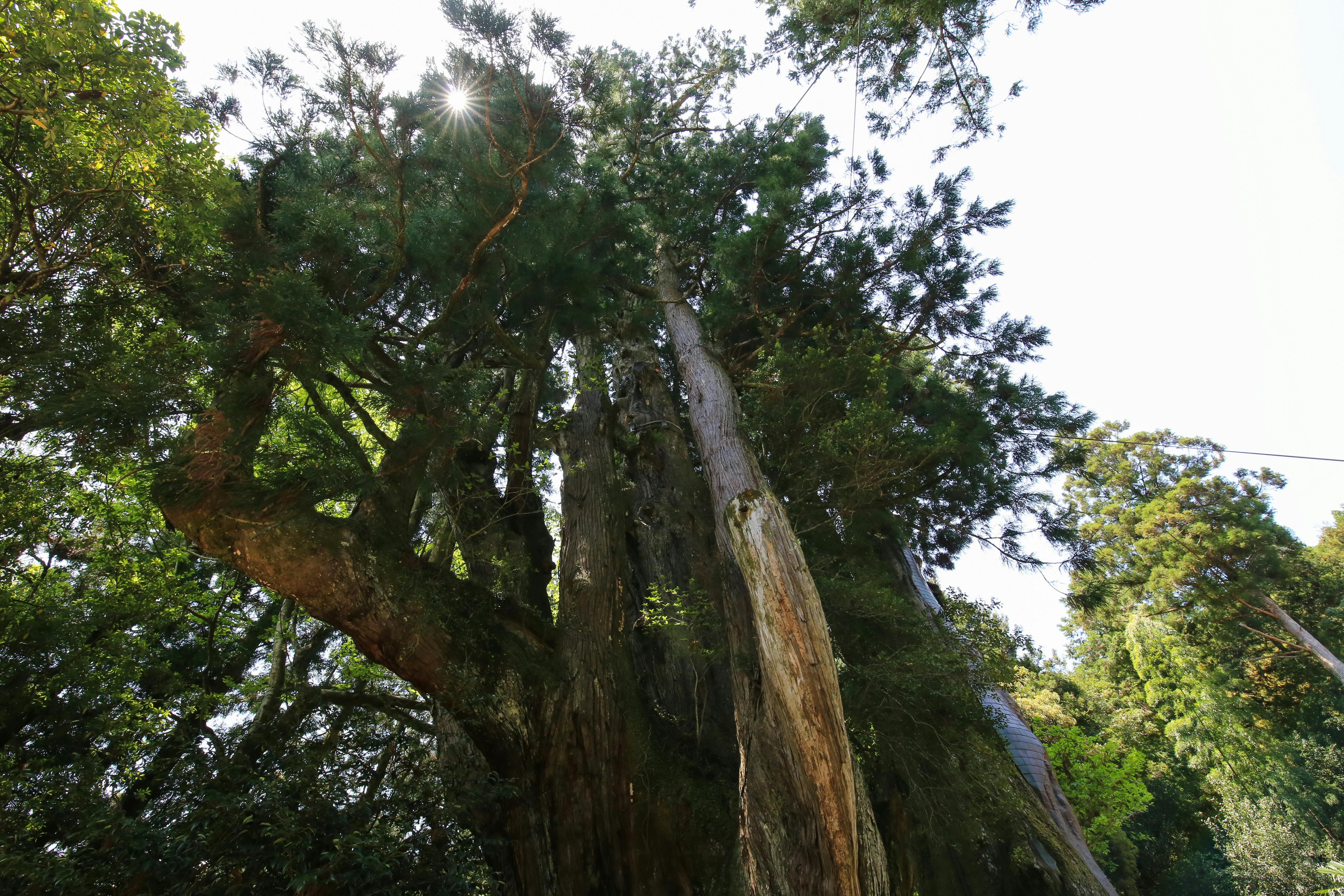 Sugi-no-Osugi Japanese Cedar