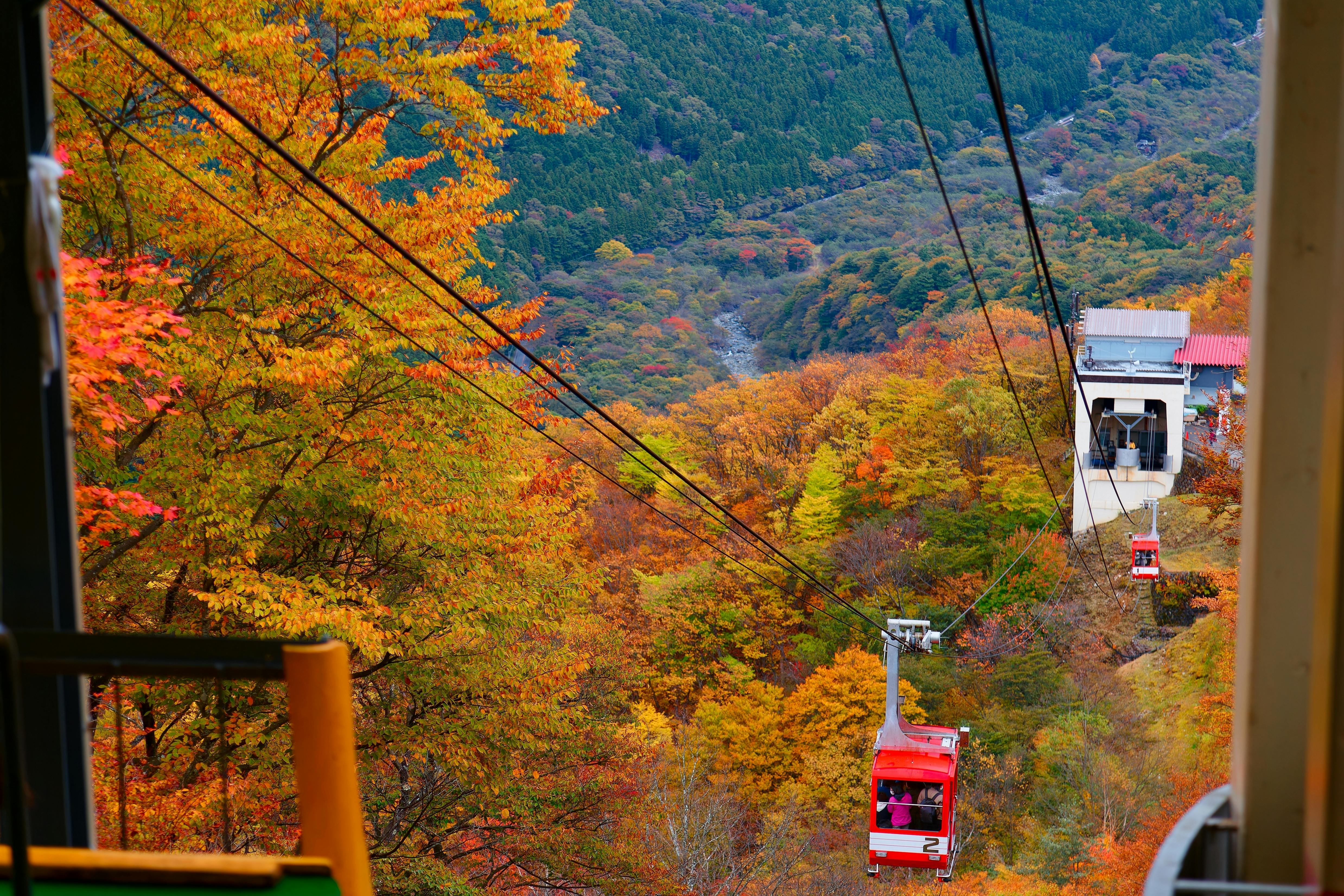 Red cable cars travel over a vibrant autumn forest with trees in shades of orange, yellow, and red. A cable car station is visible, with rolling green hills in the background.
