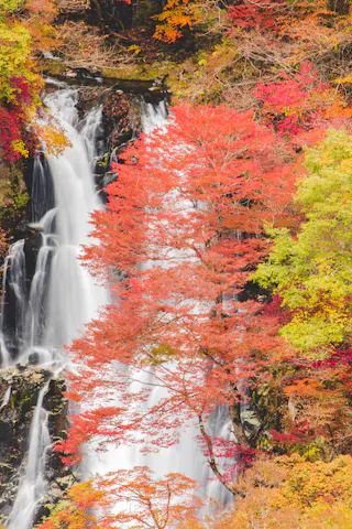 A waterfall cascades behind vibrant autumn foliage, featuring red, orange, and green leaves, creating a colorful and serene natural scene.