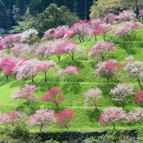 高知县 Trip To Japan