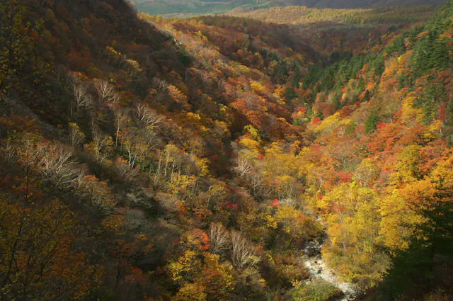 A forested valley in autumn, filled with trees displaying vibrant fall colors in shades of yellow, orange, red, and green, with a small stream running through the bottom of the valley.
