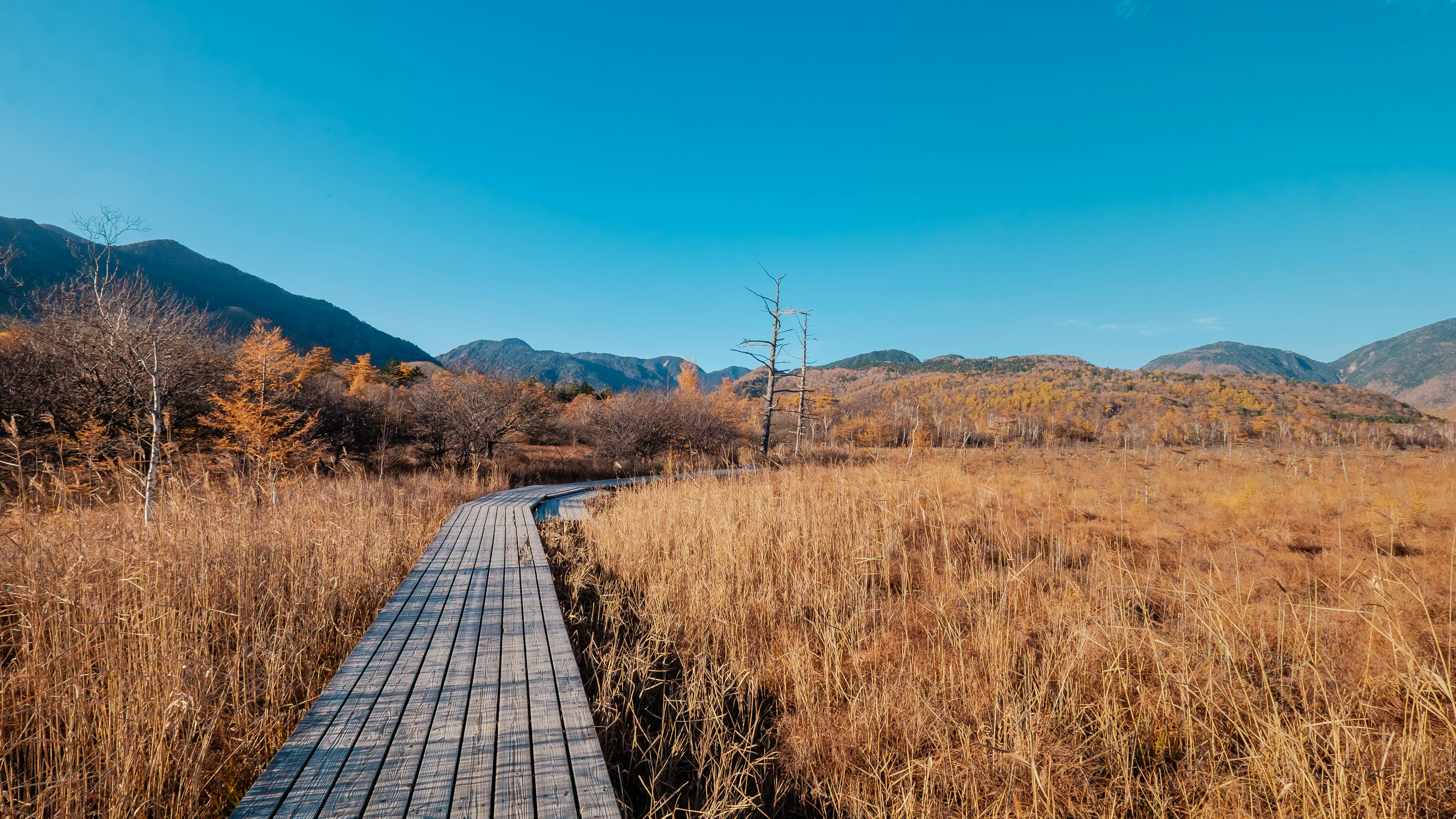 A wooden boardwalk winds through a dry, golden grass field with scattered trees, set against distant mountains under a clear blue sky.