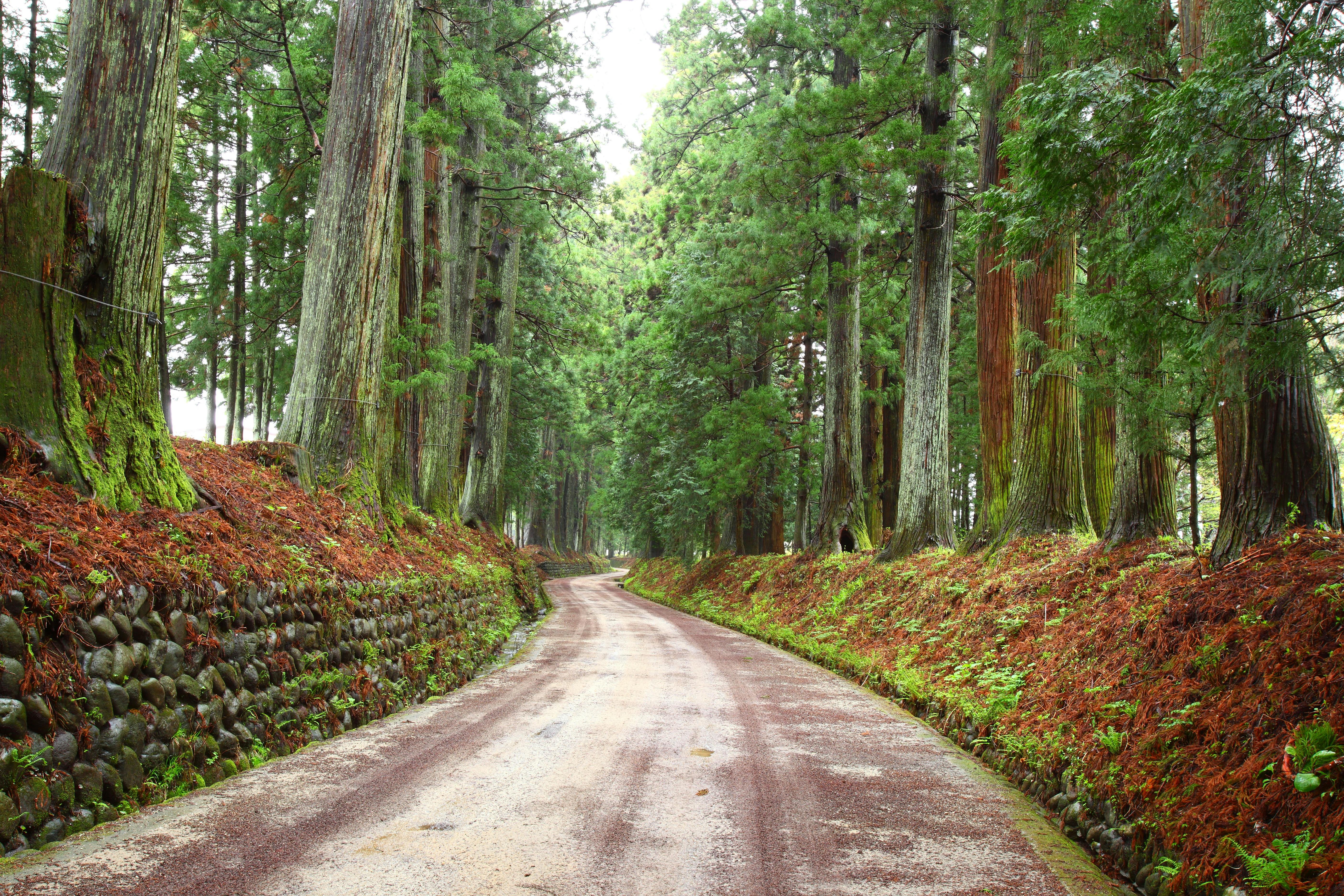 A winding dirt path lined with moss and greenery runs through a dense forest of tall trees, with stone walls on the left and a canopy of lush foliage overhead.