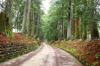 A winding dirt path lined with moss and greenery runs through a dense forest of tall trees, with stone walls on the left and a canopy of lush foliage overhead.