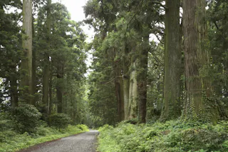 A gravel path winds through a dense forest with tall, green trees and lush undergrowth on both sides, creating a serene and natural atmosphere.