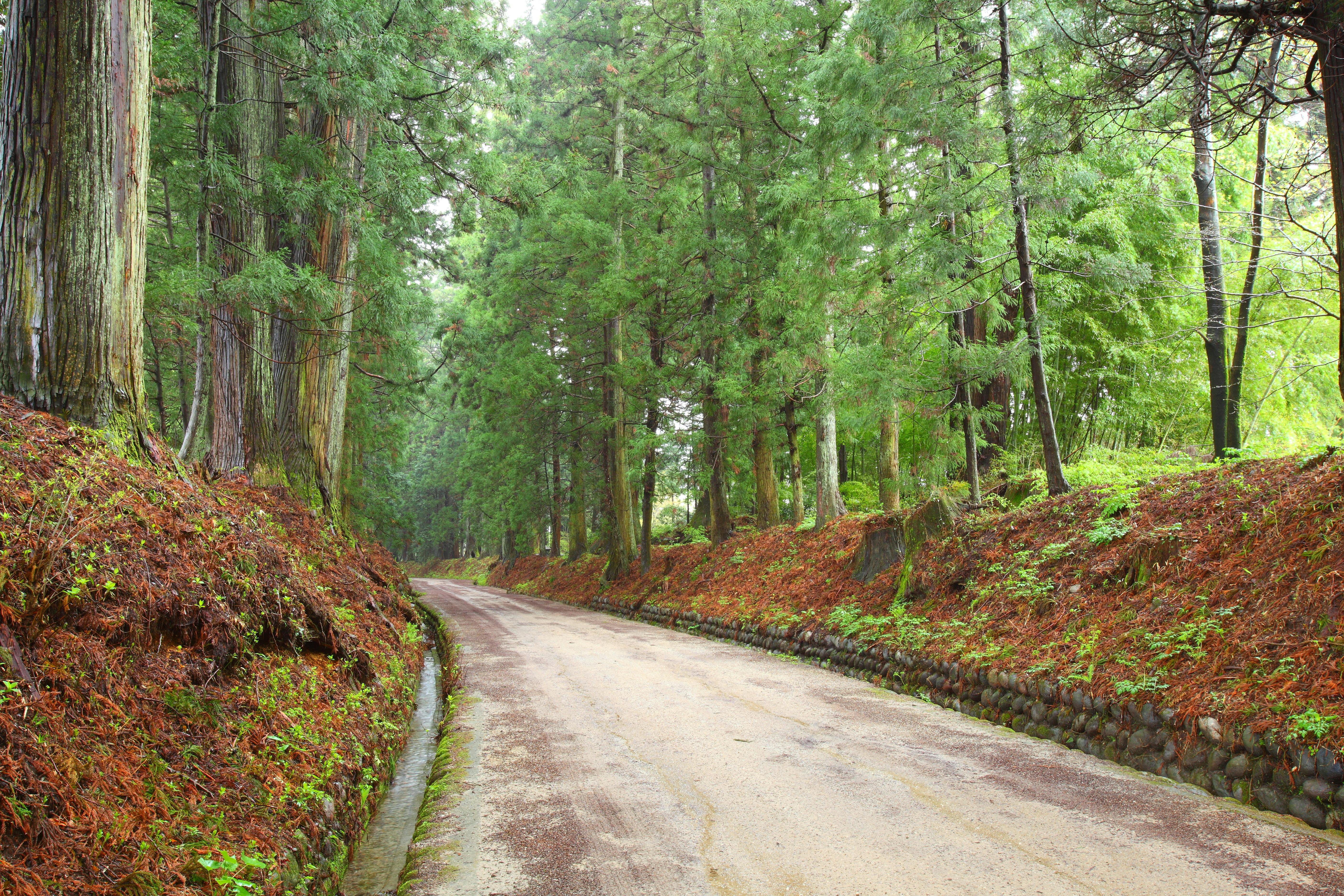 A quiet, winding road passes through a lush green forest with tall trees and dense foliage on both sides; fallen leaves and moss cover the ground, creating a peaceful, natural scene.