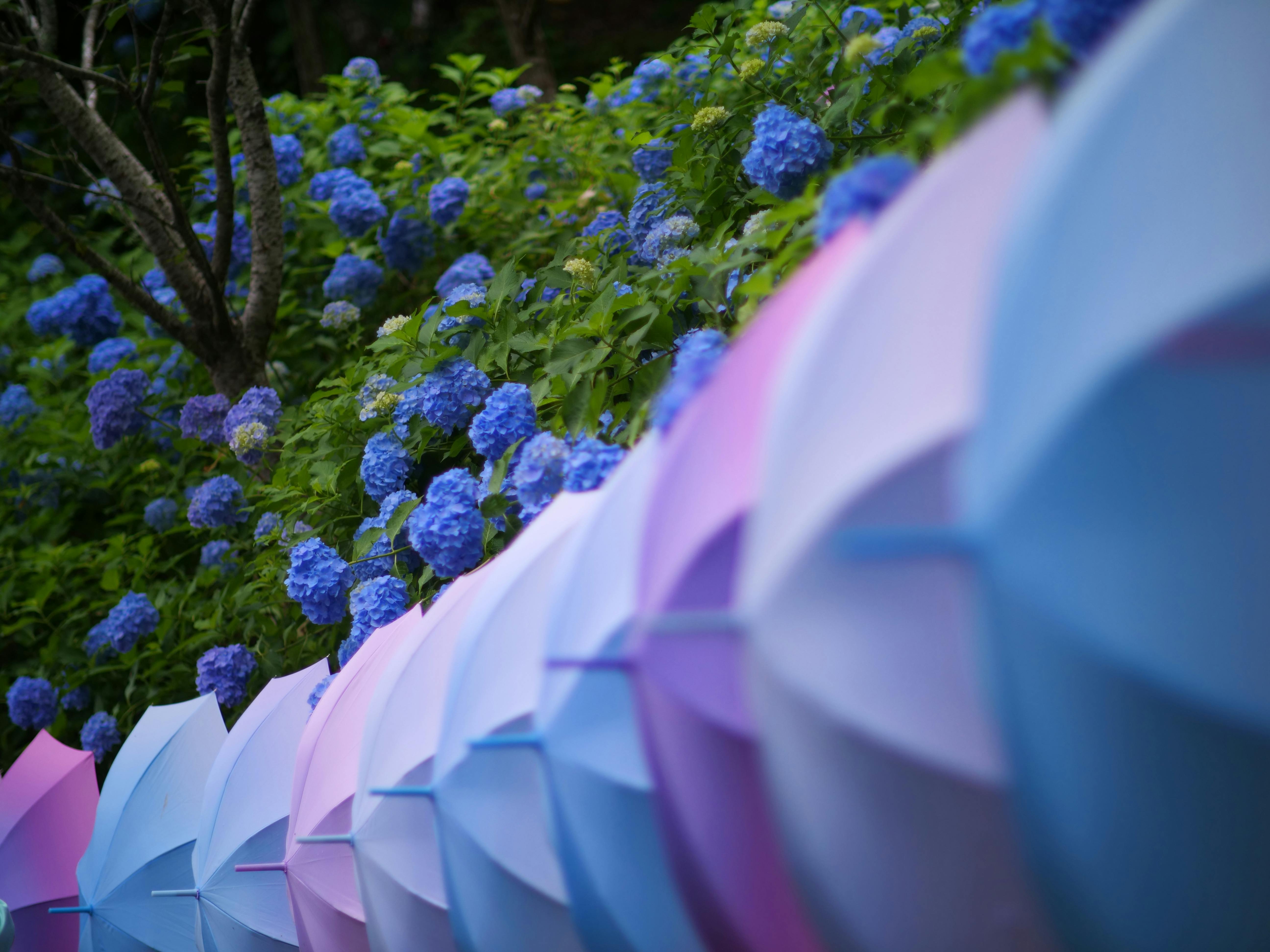 Hattasan Soneiji Temple