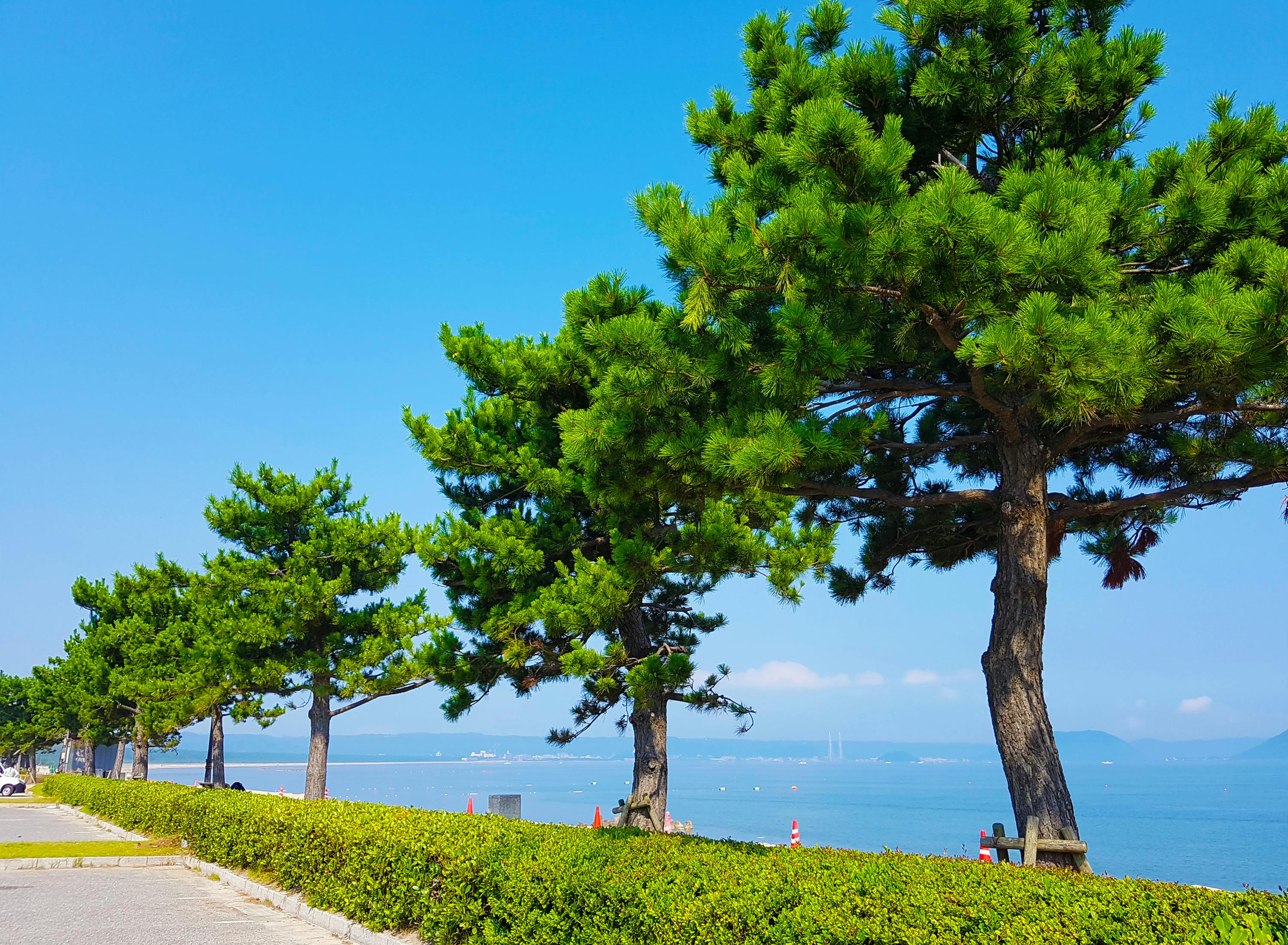 A row of pine trees lines a waterfront path on a sunny day, with green shrubs beneath them and a calm blue sea in the background under a clear sky.
