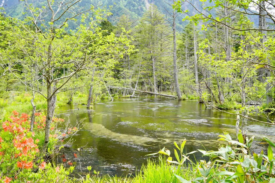 Dakesawa Marsh A serene, clear pond surrounded by lush greenery, trees with sparse leaves, and vibrant red flowers. In the background, hills covered in dense forest rise into the sky, creating a peaceful and picturesque natural scene.